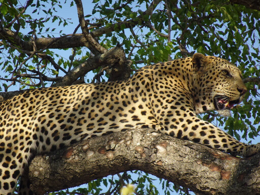 Südafrika
