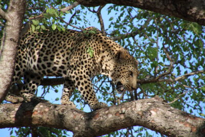 Südafrika