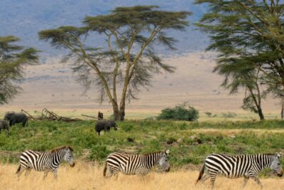 Kenia